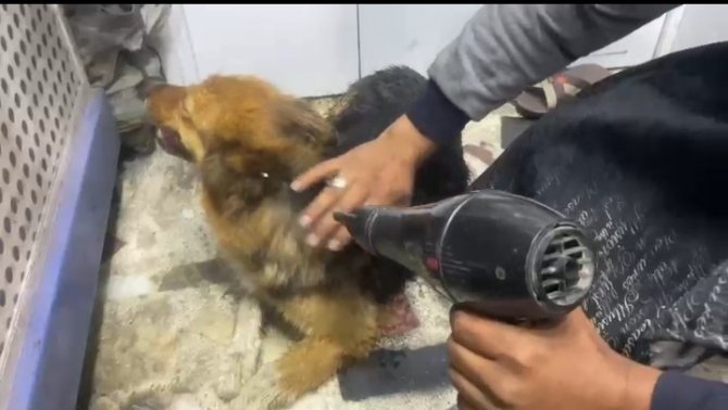 Yağmurda Islanan Sokak Köpeğini Fön Makinesiyle Kuruladı