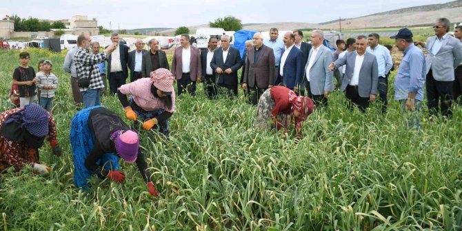 Milletvekili Erdoğan Çiftçiler Gününü Tarlada Kutladı