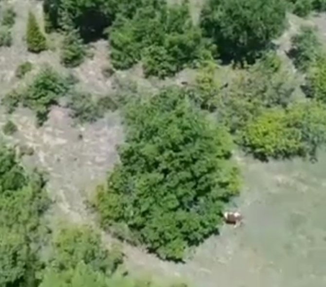 Kırklareli’nde Kaybolan Büyükbaş Hayvan Dron İle Bulundu