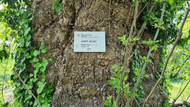 300 Yıllık Çınar Ağaç, ’Anıt Ağaç’ Olarak Tescillendi