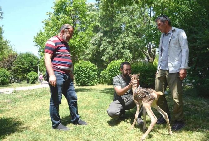 Kütahyada Köpek Saldırısına Uğrayan Kızıl Geyik Yavrusu Koruma Altına