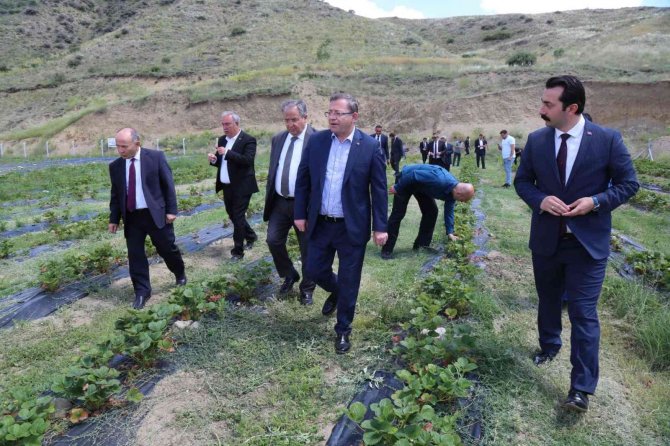Şefaatli’de 10 Köyde Çilek Bahçeleri Kurulacak