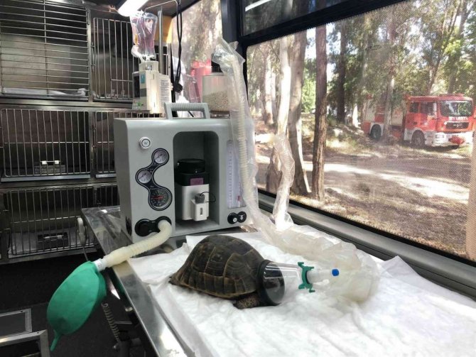 Yangında Zehirlenen Kaplumbağa Hayata Döndürüldü