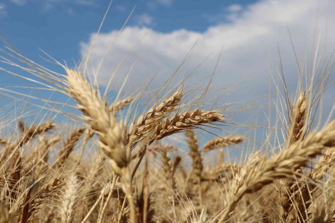 Stratejik Konuma Sahip Buğdayda Hasat Dönemi