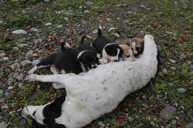 Dere Yatağına Düşen Anne Köpek Ve Yavruları Vatandaşlar Tarafından Kurtarıldı