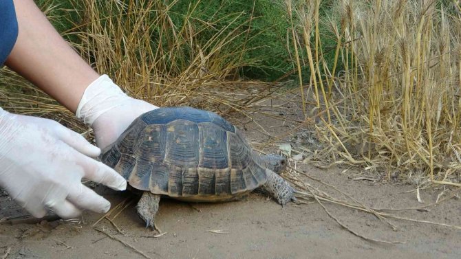 Marmaris’teki Yangında Dumandan Zehirlenen Kaplumbağa Hayata Döndürüldü
