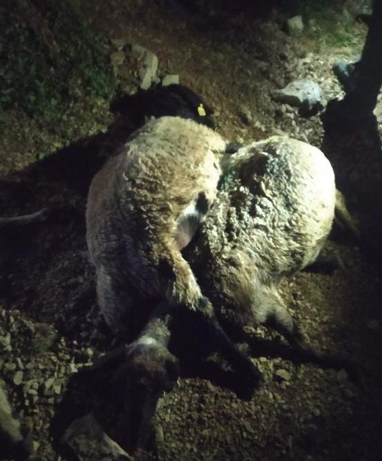 Yıldırım Düştü Çoban Yaralandı, 63 Koyun Telef Oldu