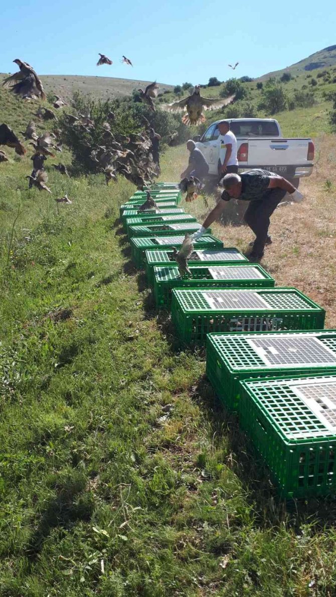 Bayburt’ta Yüzlerce Kınalı Keklik Doğaya Salındı