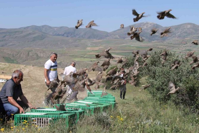 Bayburt’ta Yüzlerce Kınalı Keklik Doğaya Salındı