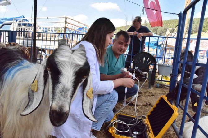 Hayvan Pazarında Koyunlar Ultrason Cihazıyla Kontrol Edildi