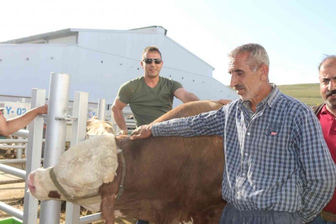 Erzurum Canlı Hayvan Pazarı’nın En Ağır Kurbanlığı Şahin’in Fiyatı Tam 65 Bin Lira