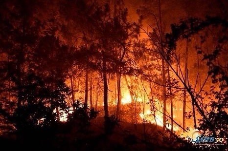 Fransa’da Orman Yangını: 620 Hektarlık Alan Kül Oldu