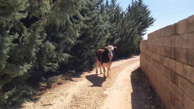Gaziantep’te Sahibinin Elinden Kaçan Kurbanlık Boş Arazide Yakalandı