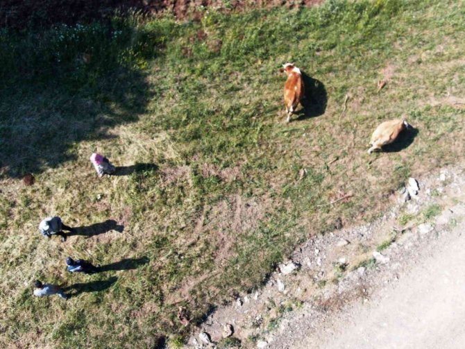 Kütahya’da Kayıp Büyükbaş Hayvanlar Dronla Bulundu