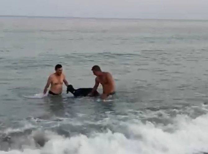 Kurbanlık Keçi Denize Atladı, Yüzerek Kaçmaya Çalıştı