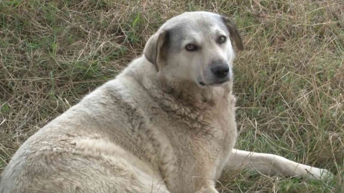 Sarıyer’de Sokak Ortasında Vurulan Köpek İçin Mahalleli Seferber Oldu