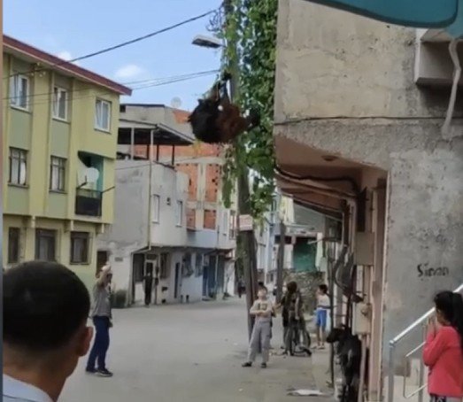 Bursa’da Kaçan Kurbanlıklar Vatandaşlara Zor Anlar Yaşattı