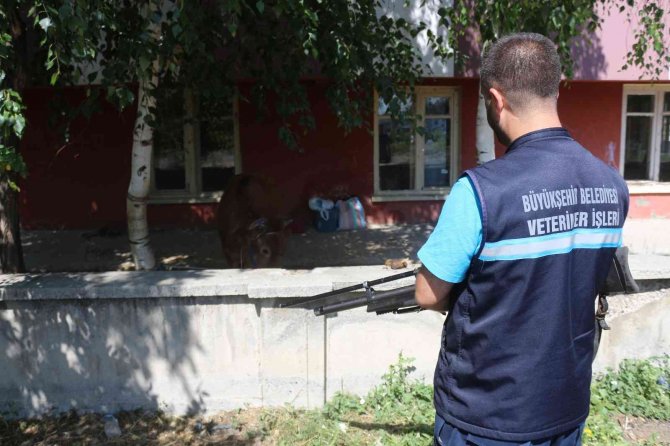 Erzurum’da Kaçan Kurbanlık Ortalığı Birbirine Kattı