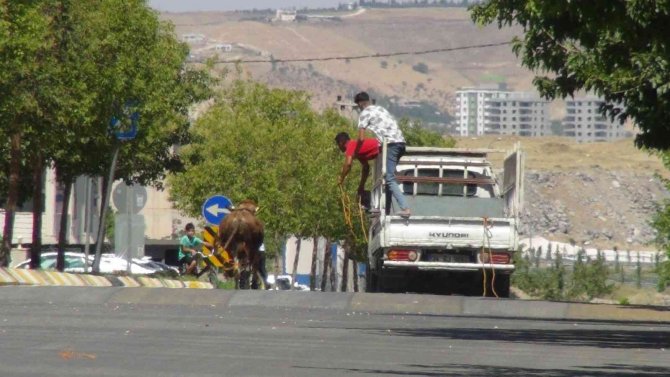Şanlıurfa’da Kaçan Kurbanlıklar Trafikte Zor Anlar Yaşattı