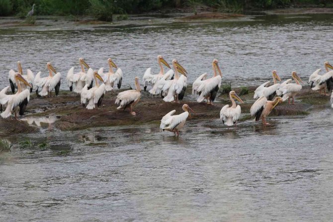 Yeşilırmak’ın Sevimli Misafirleri: Pelikan Sürüsü İlk Kez Görüldü