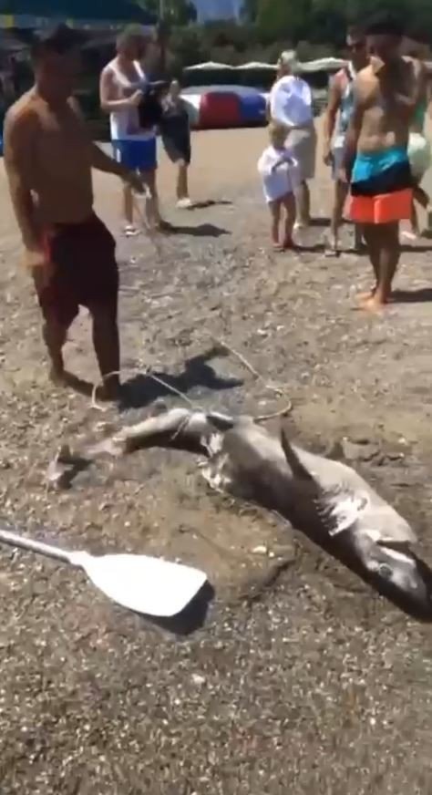 Denizlerin Çöpçüsü Olarak Bilinen 1,5 Metrelik Boz Camgöz Köpek Balığı Kıyıya Vurdu