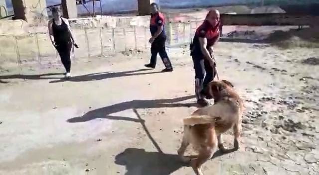 Erzincan’da Boş Havuza Düşen Köpek, İtfaiye Ekiplerince Kurtarıldı