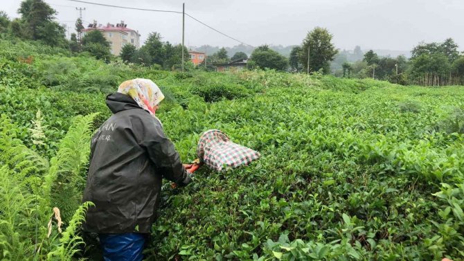 Üreticiler 2. Sürgün Çay Alımları İçin Bahçede