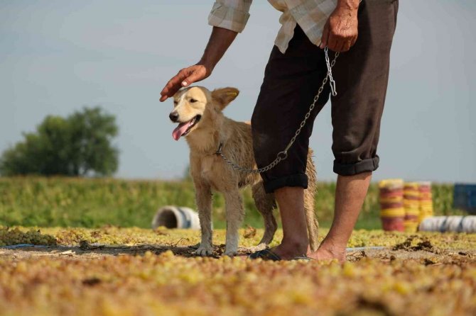 Les vignobles qui ont toujours été protégés par des armes à feu sont sans danger pour les chiens dressés