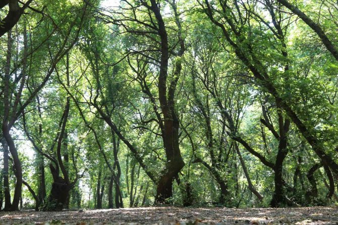 Ortaca Belediyesi Sığla Ağaçlarını Koruma Altına Alıyor