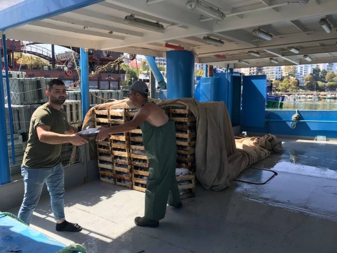 Akçakoca’da Sezonun İlk Hamsisi Tezgahtaki Yerini Aldı