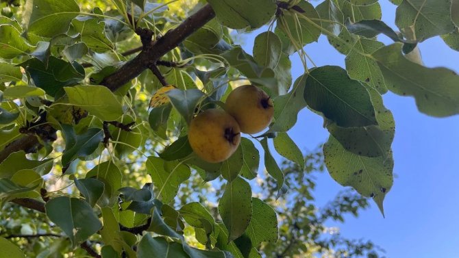 Artvin’de Bulunan Dünyanın En Yaşlı Armut Ağacında Meyve Hasadı Yapıldı