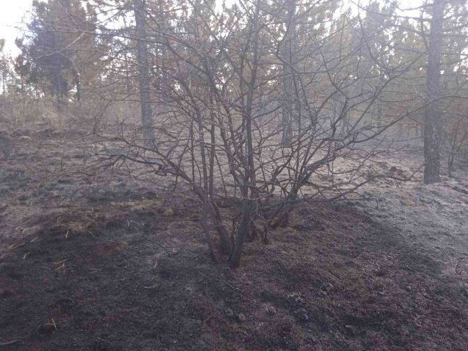 Afyonkarahisar’da Orman Yangını Çıktı