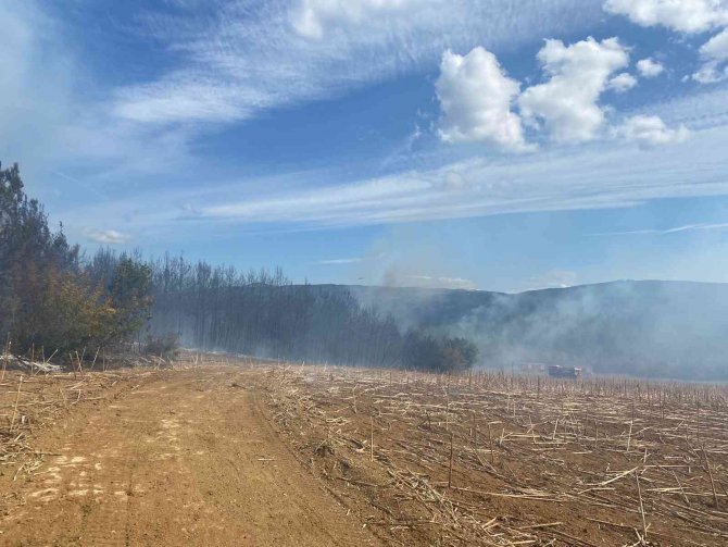 Tekirdağ’da Orman Yangını Söndürüldü