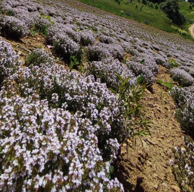Giresun’da Organik Kekik Hasatı Yapıldı
