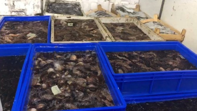 Çanakkale’de Bi Ton Deniz Patlıcanı Ele Geçirildi