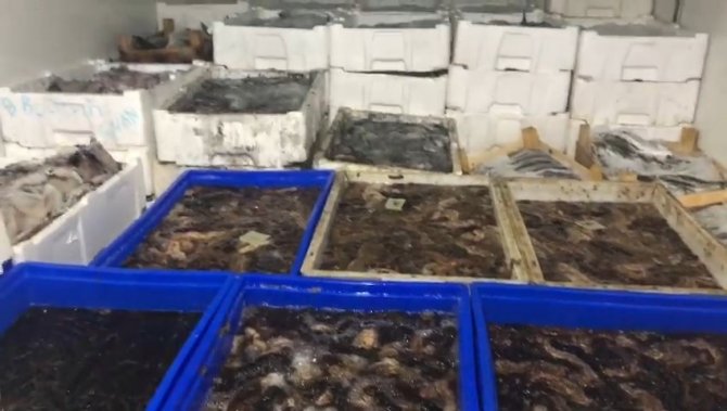 Çanakkale’de Bi Ton Deniz Patlıcanı Ele Geçirildi