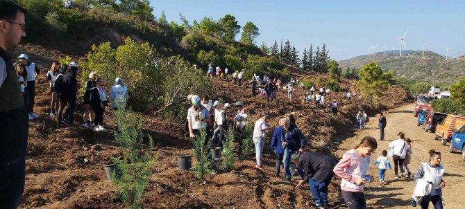 Datça’da Bin Adet Harnup Ve Kızılçam Fidanı Dikildi