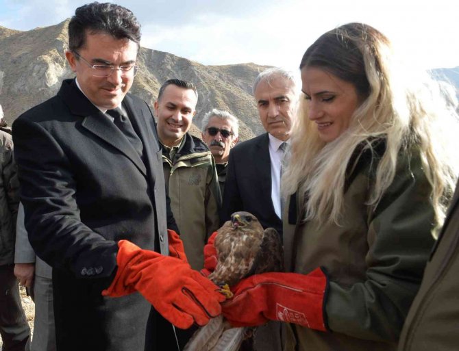2 Dağ Keçisi Ve 3 Kızıl Şahin Tedavilerinin Ardından Doğaya Bırakıldı