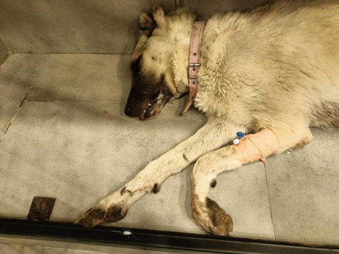 10 Yavrunun Annesi Olan Köpeğin Zehirlenerek Öldürüldüğü Öne Sürüldü