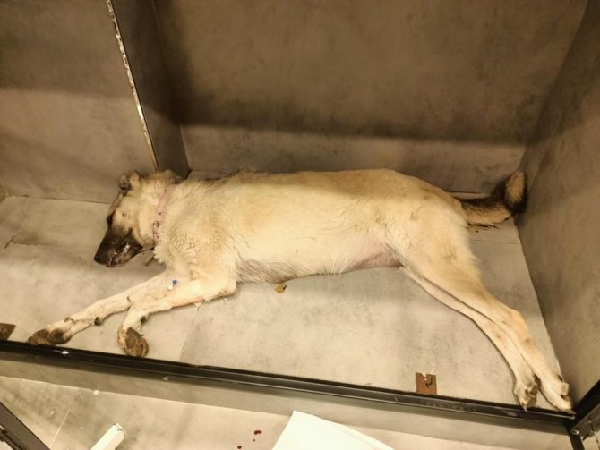 10 Yavrunun Annesi Olan Köpeğin Zehirlenerek Öldürüldüğü Öne Sürüldü