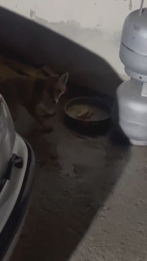 Kaybolan Köpeğinin Yerine Tilki Beslemeye Başladı