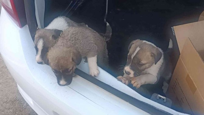 Kiralık Otomobil Bagajında Yavru Köpek Bıraktı, Savunması Pes Dedirtti