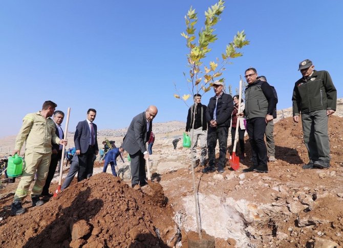 Mardin’de 23 Bin 700 Fidan Dikildi