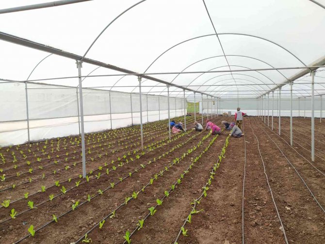 Siverek’te Kadın İstihdamına Yönelik Kurulan Projede İlk Sebzeler Ekildi