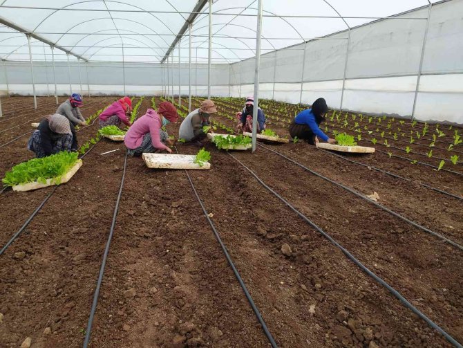 Siverek’te Kadın İstihdamına Yönelik Kurulan Projede İlk Sebzeler Ekildi