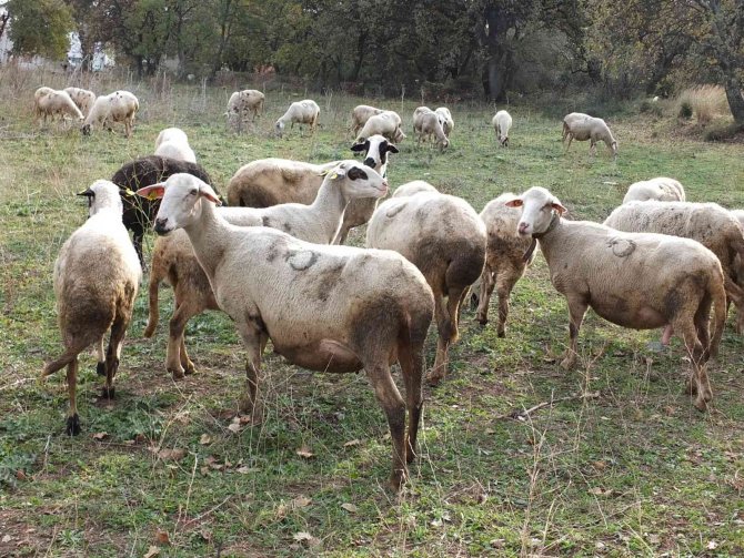Burhaniye’de Yağmurlar Çobanları Sevindirdi