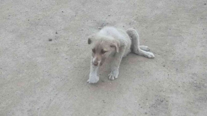 Sokakta Bulunan Yaralı Köpek Tedavi Altına Alındı