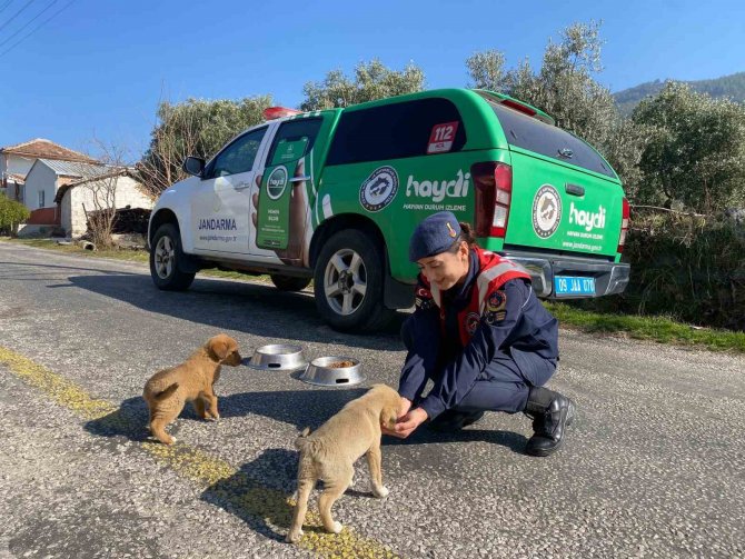 Jandarma Ekipleri Buharkent’teki Sokak Hayvanlarını Unutmadı