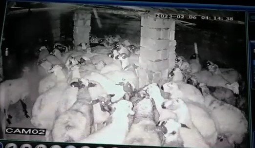 Koyunlar Depremi Böyle Hissetti: Korku Dolu Anlar Kamerada