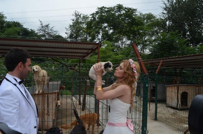 gelin-damat-hayvan-barinaklarina-gelerek-hayvanlari-sevdi.jpg